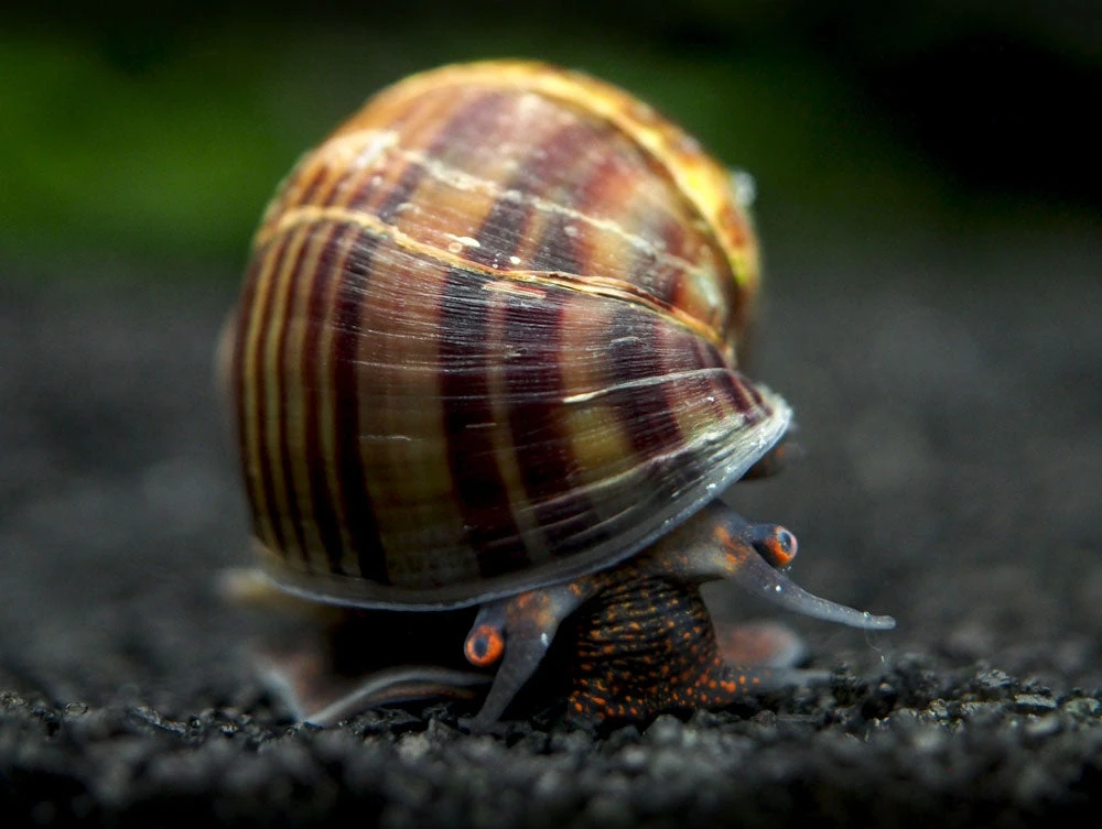 Multi-Color Mystery Snail COMBO PACK (Pomacea Bridgesii) - Tank-Bred! - Image 7