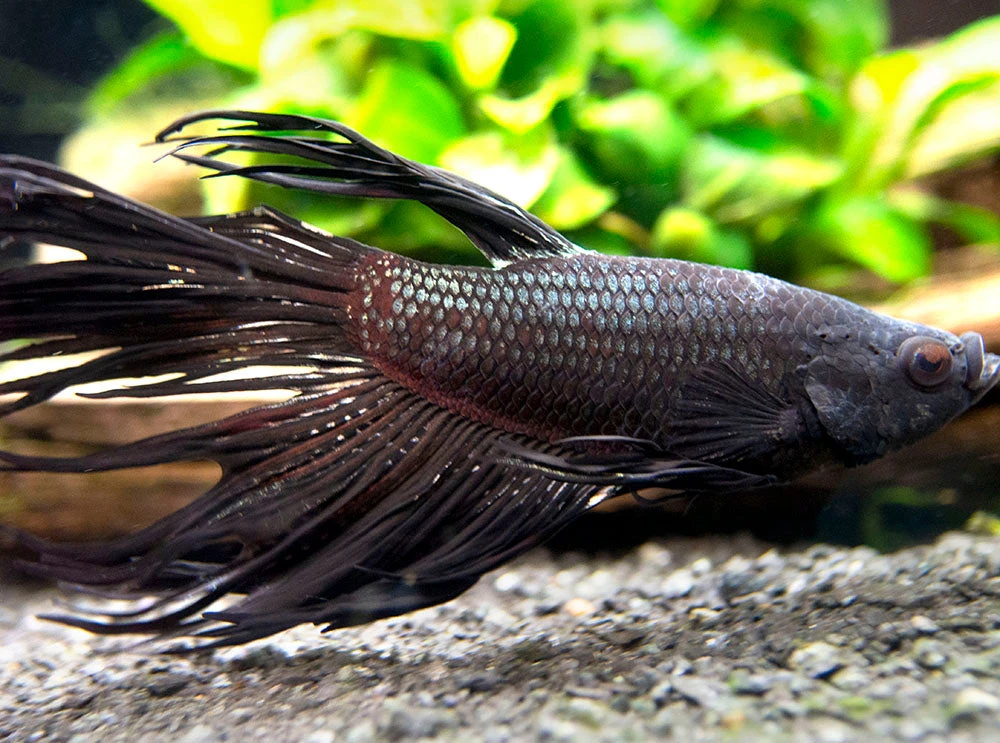 Assorted Black Orchid Crowntail Betta (Betta Splendens) - Tank-Bred! - Image 5