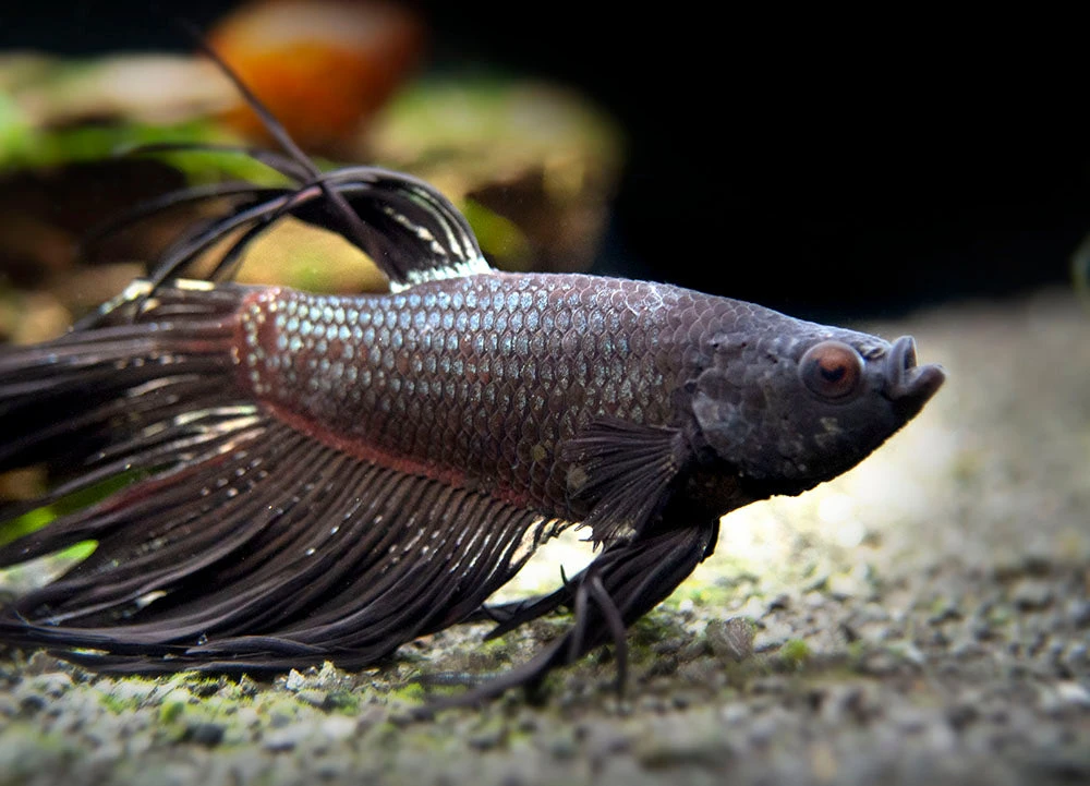 Assorted Black Orchid Crowntail Betta (Betta Splendens) - Tank-Bred! - Image 6