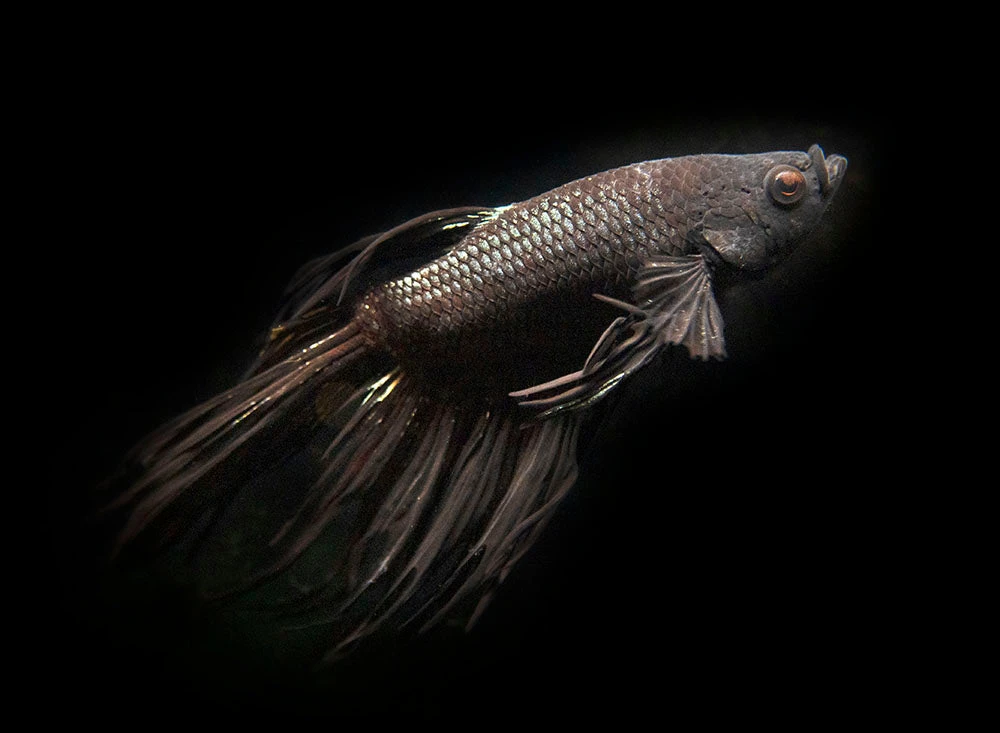 Assorted Black Orchid Crowntail Betta (Betta Splendens) - Tank-Bred! - Image 7