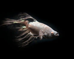 Assorted Black Orchid Crowntail Betta (Betta Splendens) - Tank-Bred!