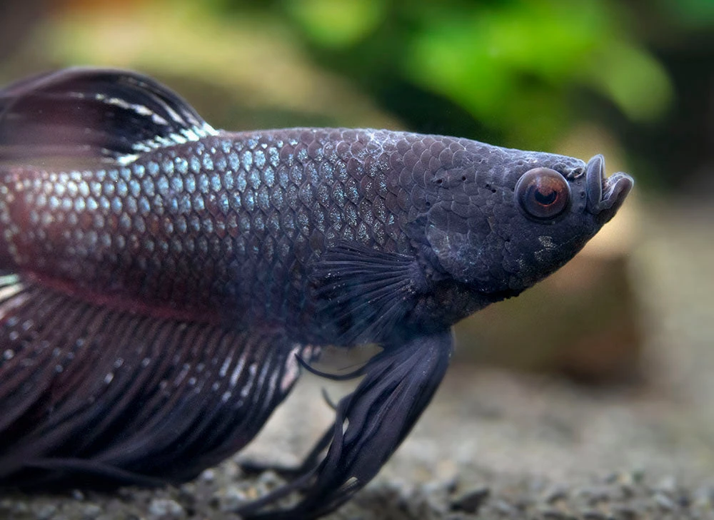 Assorted Black Orchid Crowntail Betta (Betta Splendens) - Tank-Bred! - Image 3