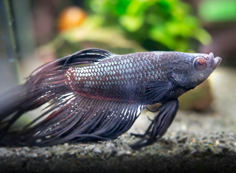 Assorted Black Orchid Crowntail Betta (Betta Splendens) - Tank-Bred! - Image 4