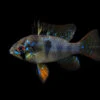 German Black Ram Dwarf Cichlid (Mikrogeophagus Ramirezi "German Black") - Tank Bred
