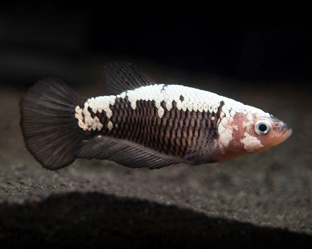 Assorted Black Samurai Plakat Betta (Betta Splendens) - Tank-Bred! - Image 2