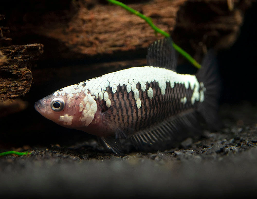 Assorted Black Samurai Plakat Betta (Betta Splendens) - Tank-Bred! - Image 13