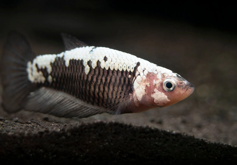 Assorted Black Samurai Plakat Betta (Betta Splendens) - Tank-Bred! - Image 14