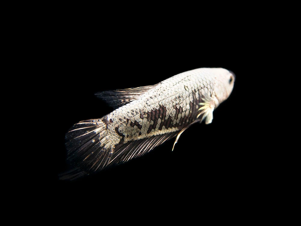 Assorted Black Samurai Plakat Betta (Betta Splendens) - Tank-Bred! - Image 3