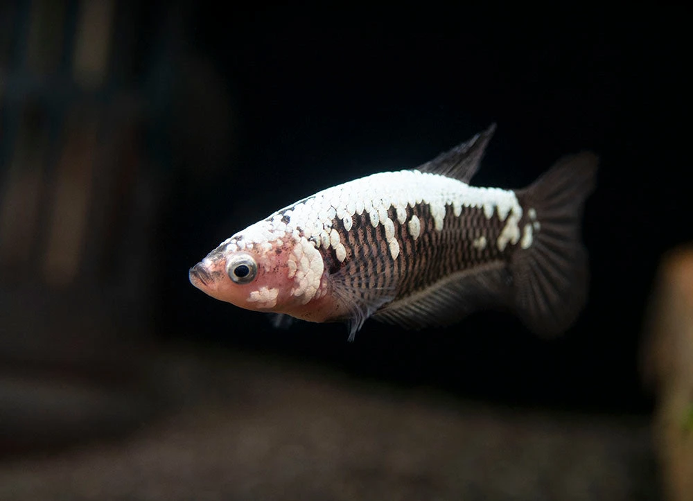 Assorted Black Samurai Plakat Betta (Betta Splendens) - Tank-Bred! - Image 15