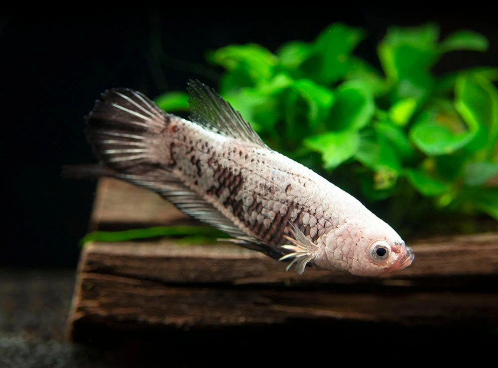 Assorted Black Samurai Plakat Betta (Betta Splendens) - Tank-Bred! - Image 5