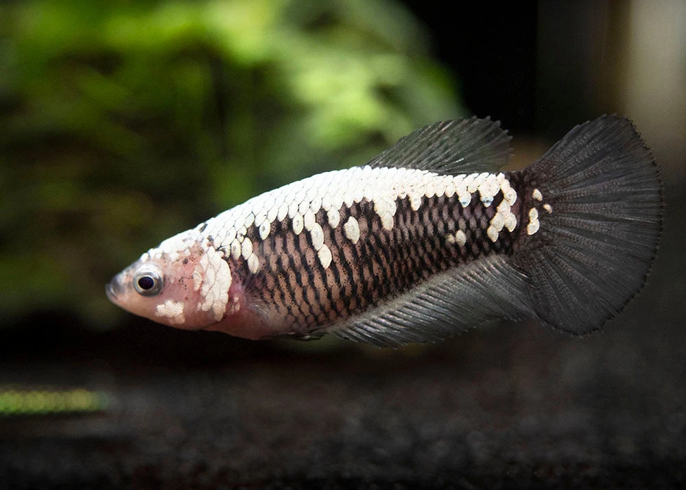 Assorted Black Samurai Plakat Betta (Betta Splendens) - Tank-Bred! - Image 11
