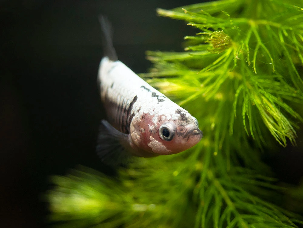 Assorted Black Samurai Plakat Betta (Betta Splendens) - Tank-Bred! - Image 9