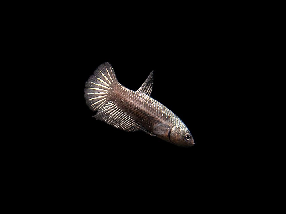 Assorted Black Samurai Plakat Betta (Betta Splendens) - Tank-Bred! - Image 8