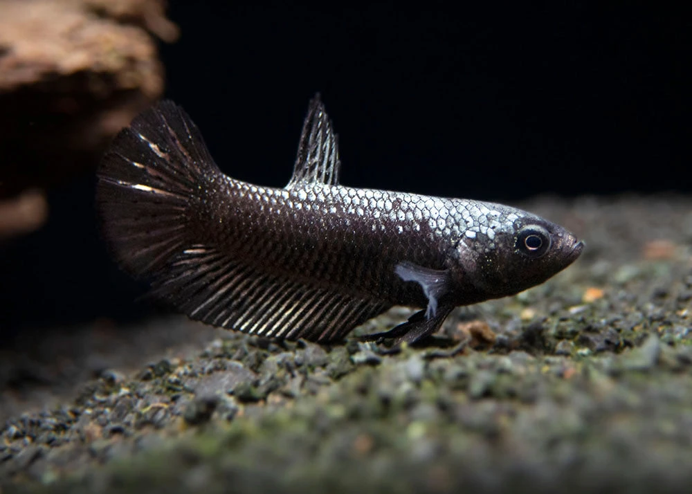 Assorted Black Samurai Plakat Betta (Betta Splendens) - Tank-Bred! - Image 17