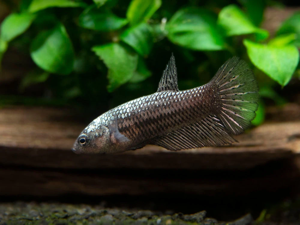 Assorted Black Samurai Plakat Betta (Betta Splendens) - Tank-Bred! - Image 18