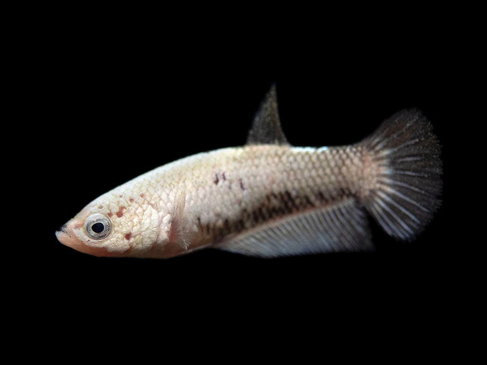 Assorted Black Samurai Plakat Betta (Betta Splendens) - Tank-Bred! - Image 10