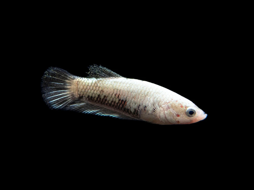 Assorted Black Samurai Plakat Betta (Betta Splendens) - Tank-Bred! - Image 7