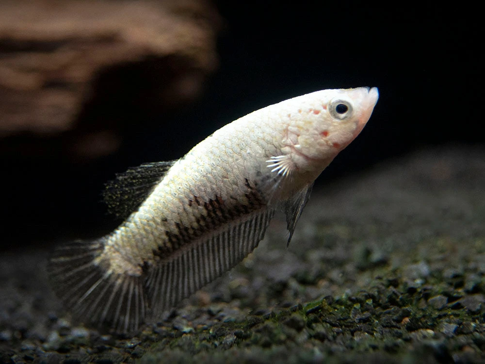 Assorted Black Samurai Plakat Betta (Betta Splendens) - Tank-Bred! - Image 16