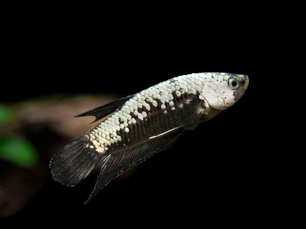 Assorted Black Samurai Plakat Betta (Betta Splendens) - Tank-Bred! - Image 6