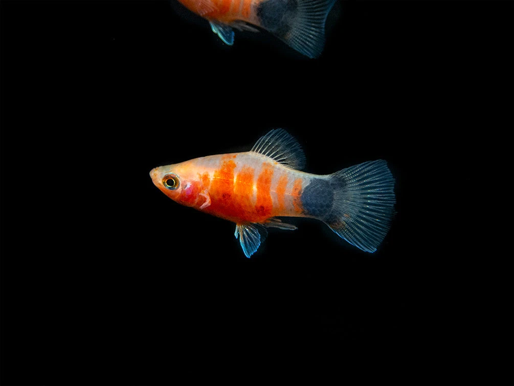 Bleeding Heart Tiger Platy (Xiphophorus Maculatus Hybrid) - Tank-Bred! - Image 3
