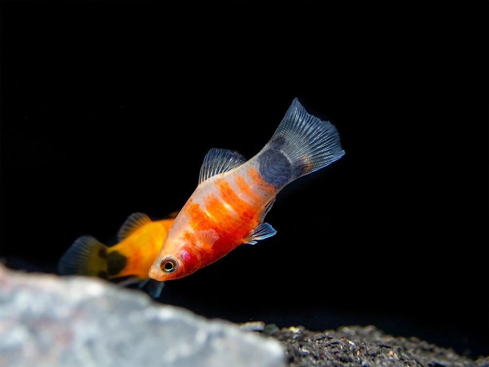 Bleeding Heart Tiger Platy (Xiphophorus Maculatus Hybrid) - Tank-Bred! - Image 16
