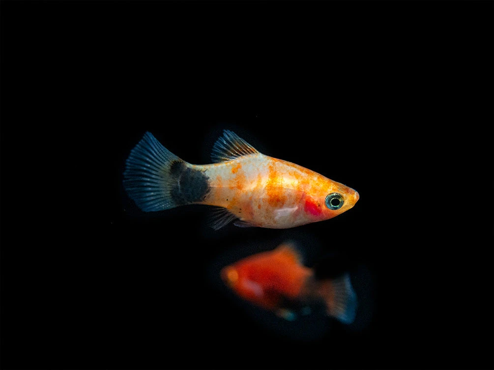 Bleeding Heart Tiger Platy (Xiphophorus Maculatus Hybrid) - Tank-Bred! - Image 18