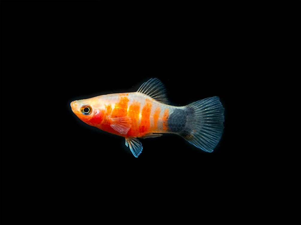 Bleeding Heart Tiger Platy (Xiphophorus Maculatus Hybrid) - Tank-Bred! - Image 5
