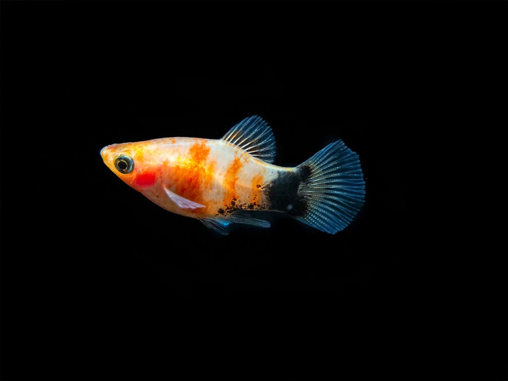 Bleeding Heart Tiger Platy (Xiphophorus Maculatus Hybrid) - Tank-Bred! - Image 7