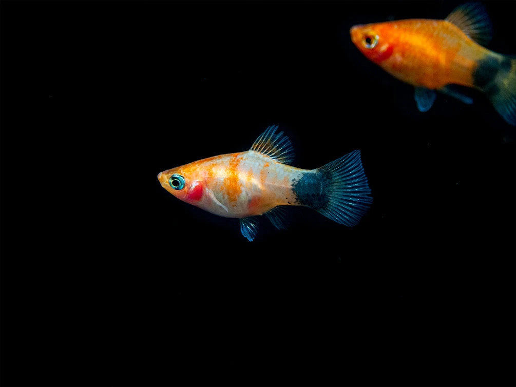 Bleeding Heart Tiger Platy (Xiphophorus Maculatus Hybrid) - Tank-Bred! - Image 12