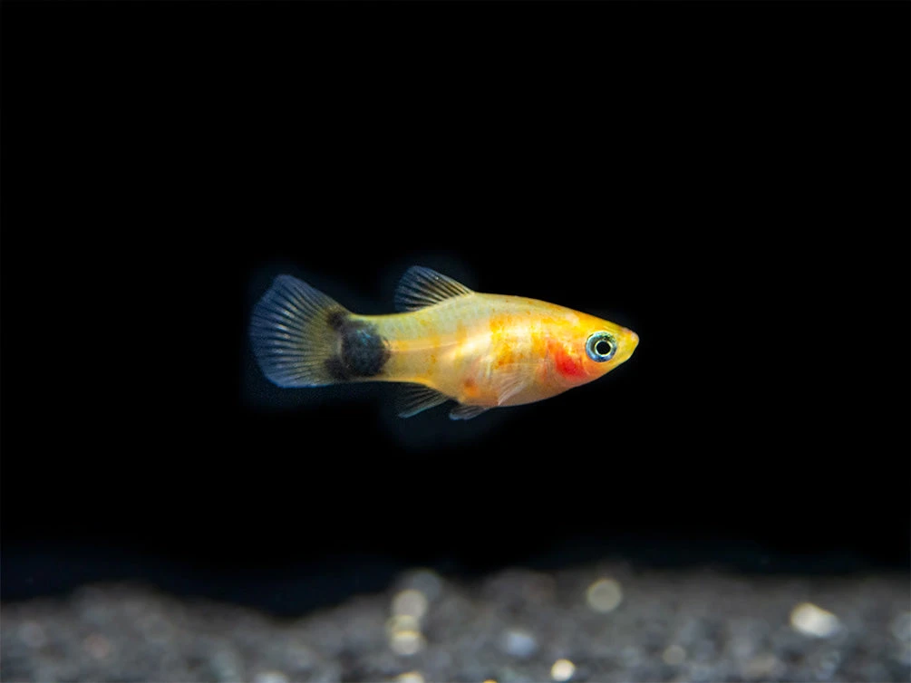 Bleeding Heart Tiger Platy (Xiphophorus Maculatus Hybrid) - Tank-Bred! - Image 4