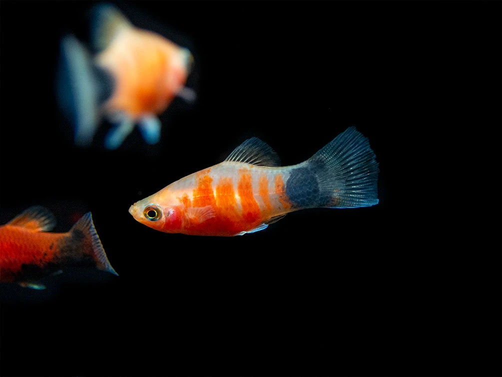 Bleeding Heart Tiger Platy (Xiphophorus Maculatus Hybrid) - Tank-Bred! - Image 14