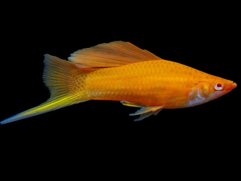 Red Eye Blood Red Hi Fin Swordtail (Xiphophorus Helleri) - Tank-Bred! - Image 3