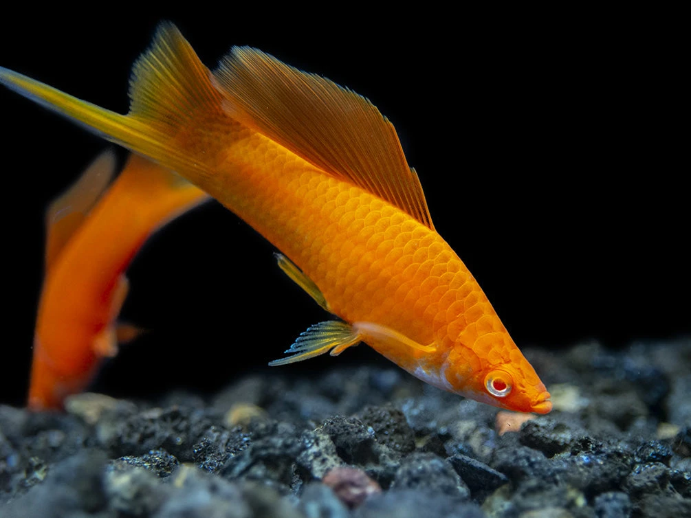 Red Eye Blood Red Hi Fin Swordtail (Xiphophorus Helleri) - Tank-Bred! - Image 10
