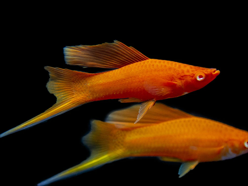 Red Eye Blood Red Hi Fin Swordtail (Xiphophorus Helleri) - Tank-Bred! - Image 11