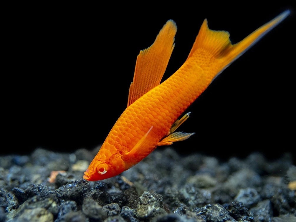Red Eye Blood Red Hi Fin Swordtail (Xiphophorus Helleri) - Tank-Bred! - Image 12