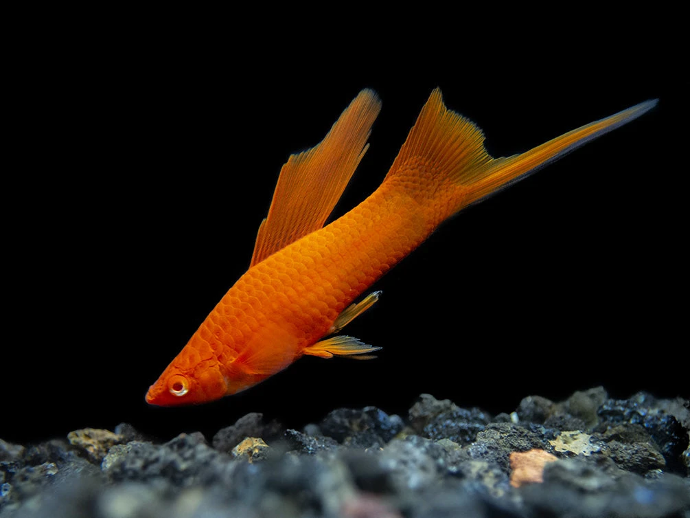 Red Eye Blood Red Hi Fin Swordtail (Xiphophorus Helleri) - Tank-Bred! - Image 7