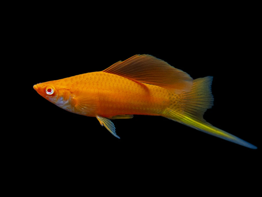 Red Eye Blood Red Hi Fin Swordtail (Xiphophorus Helleri) - Tank-Bred! - Image 4