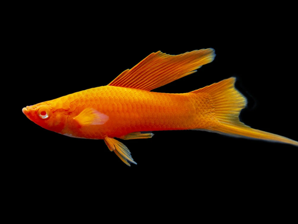 Red Eye Blood Red Hi Fin Swordtail (Xiphophorus Helleri) - Tank-Bred! - Image 6