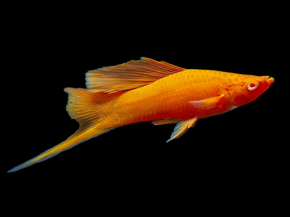 Red Eye Blood Red Hi Fin Swordtail (Xiphophorus Helleri) - Tank-Bred!