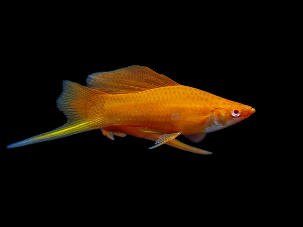 Red Eye Blood Red Hi Fin Swordtail (Xiphophorus Helleri) - Tank-Bred! - Image 13