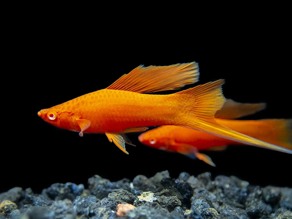 Red Eye Blood Red Hi Fin Swordtail (Xiphophorus Helleri) - Tank-Bred! - Image 9