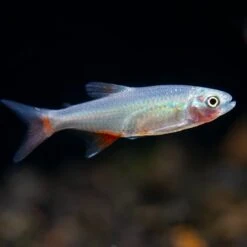 Bloodfin Tetra (Aphyocharax Anisitsi) - Tank-Bred!