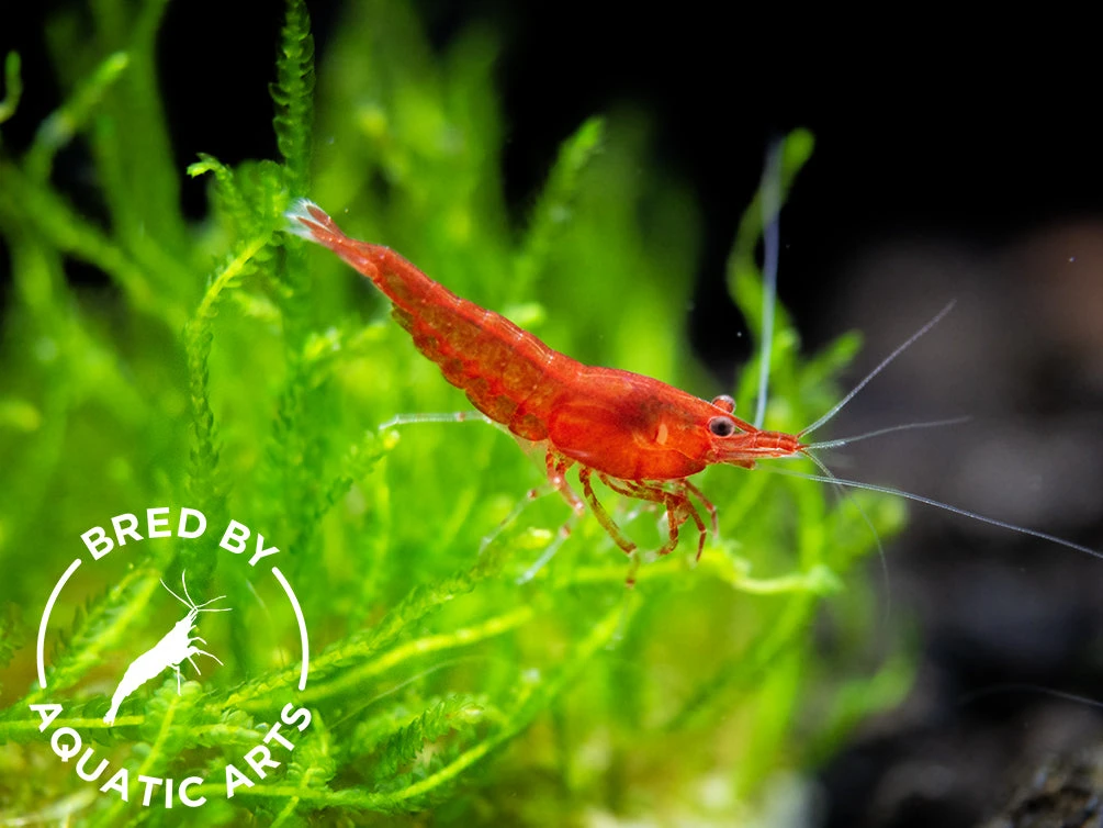 Bloody Mary Shrimp (Neocaridina Davidi), BREDBY: Aquatic Arts - Image 10