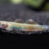 Blue Belly Red Goby (Lentipes Ikeae)
