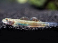 Blue Belly Red Goby (Lentipes Ikeae)