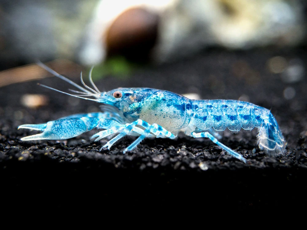 Blue Brazos Dwarf Mexican Crayfish/Mini Lobster (Cambarellus Texanus "Blue"), Tank-Bred! - Image 5