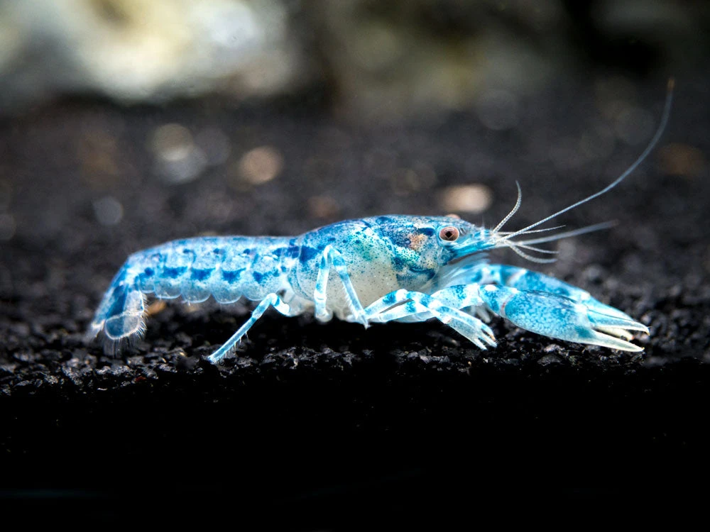 Blue Brazos Dwarf Mexican Crayfish/Mini Lobster (Cambarellus Texanus "Blue"), Tank-Bred! - Image 6