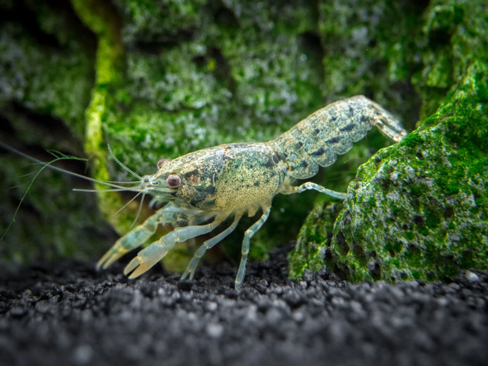 Blue Brazos Dwarf Mexican Crayfish/Mini Lobster (Cambarellus Texanus "Blue"), Tank-Bred! - Image 2