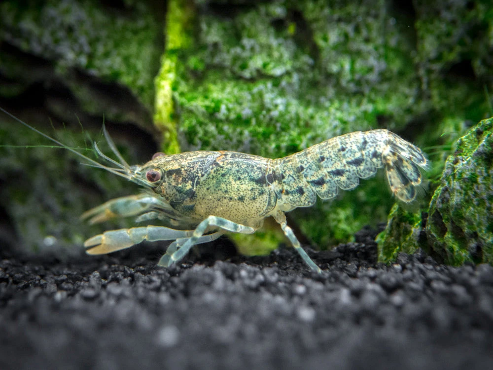 Blue Brazos Dwarf Mexican Crayfish/Mini Lobster (Cambarellus Texanus "Blue"), Tank-Bred! - Image 4