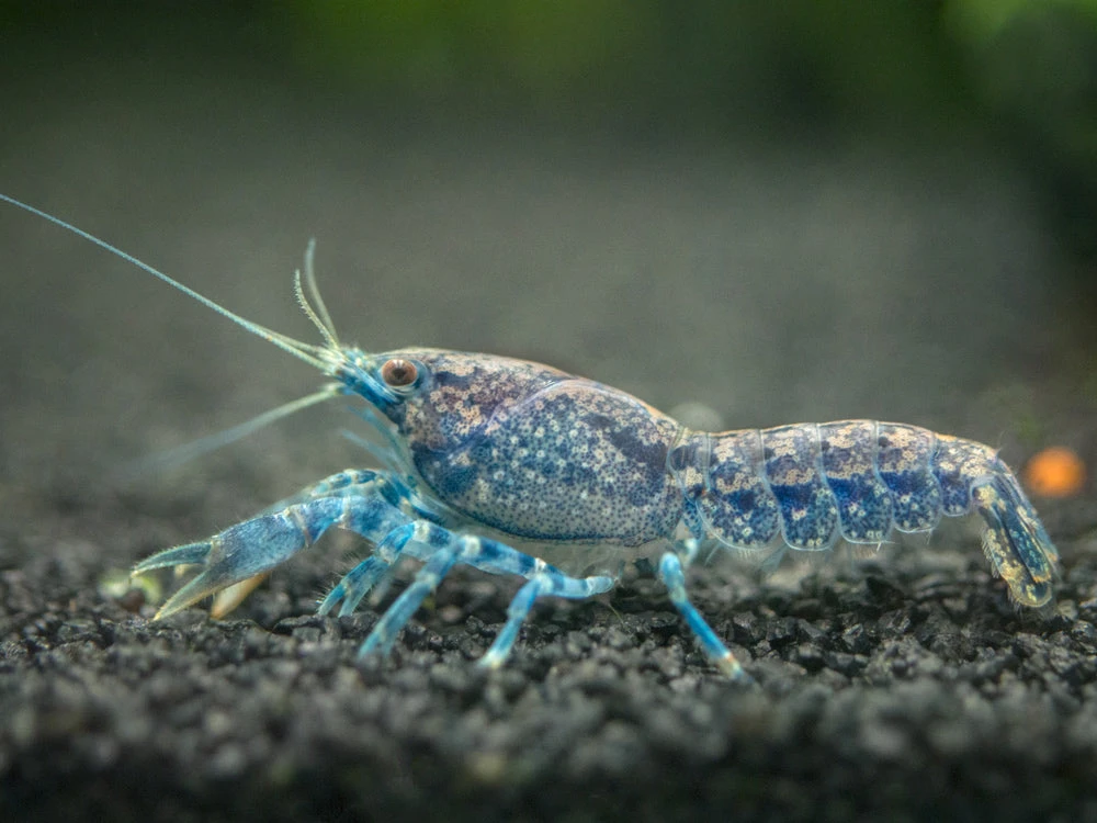 Blue Brazos Dwarf Mexican Crayfish/Mini Lobster (Cambarellus Texanus "Blue"), Tank-Bred! - Image 3